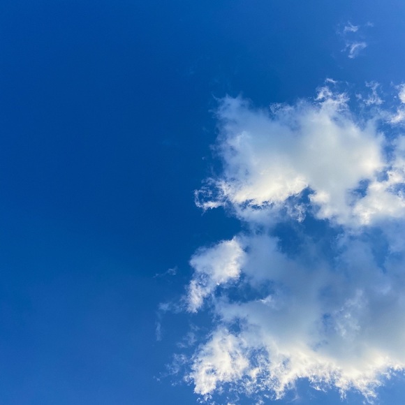 Meet your Posher, Riley - Picture 1 of 1